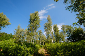 Vinomerski steljniki area in Bela krajina, Slovenia