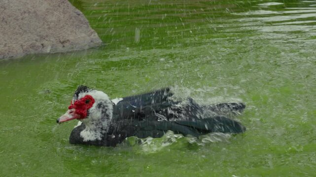 Warzenente in einem Teich