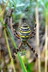 Argiope bruennichi commonly known as the Banded Spider, Horned Spider, Horned Argiope, Striped Argiope or Banded Argiope is a species of araneomorph spiders in the family Araneidae