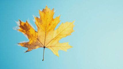 Obraz premium A large yellow maple leaf prominently featured in a picturesque landscape, set against a backdrop of a clear, vibrant blue sky.