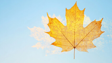 Obraz premium A large yellow maple leaf prominently featured in a picturesque landscape, set against a backdrop of a clear, vibrant blue sky.