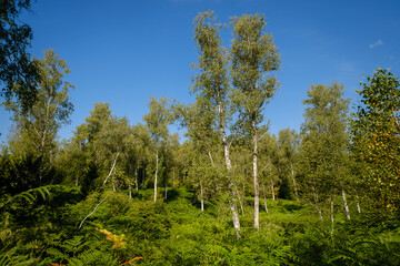 Vinomerski steljniki area in Bela krajina, Slovenia