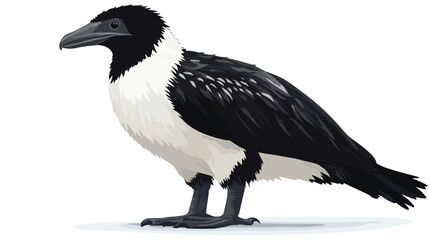 Obraz premium A Large Flightless Bird that Lives in Colonies isolated on white background