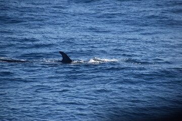 Humpback and Killer Whale (Orca) Watching in Kaikoura, South Island, New Zealand