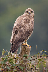 Portrait of a common Buzzard on a post in the countryside in Wales. Depth of field isolating the bird.