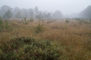 Obraz premium untouched nature, meadow with trees in the morning mist
