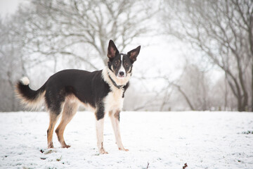 Border Collie in the snow in Wales.