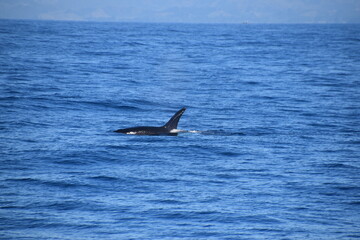 Fototapeta premium Humpback and Killer Whale (Orca) Watching in Kaikoura, South Island, New Zealand