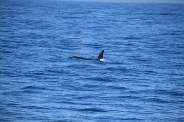 Naklejka premium Humpback and Killer Whale (Orca) Watching in Kaikoura, South Island, New Zealand