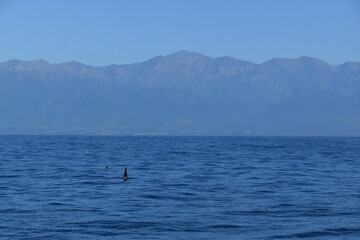 Obraz premium Humpback and Killer Whale (Orca) Watching in Kaikoura, South Island, New Zealand