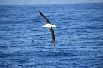 A big Albatross bird in flight over the blue ocean in Kaikoura, New Zealand