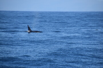 Fototapeta premium Humpback and Killer Whale (Orca) Watching in Kaikoura, South Island, New Zealand