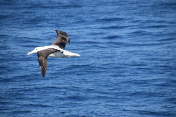A big Albatross bird in flight over the blue ocean in Kaikoura, New Zealand