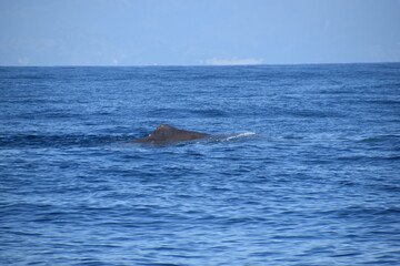 Fototapeta premium Humpback and Killer Whale (Orca) Watching in Kaikoura, South Island, New Zealand