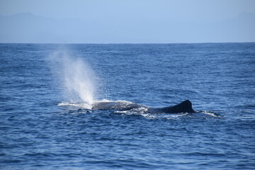 Naklejka premium Humpback and Killer Whale (Orca) Watching in Kaikoura, South Island, New Zealand