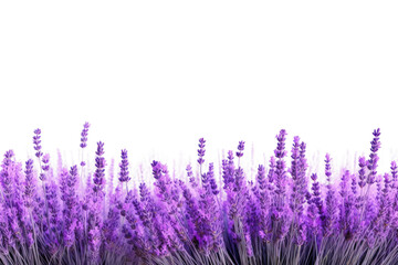 Naklejka premium PNG Lavender field backgrounds blossom flower.