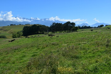 Obraz premium Hiking along the stunning coastline of the Kaikoura Peninsula Walkway on the South Island, New Zealand