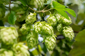 Closeup shot of  green hop cones hanging on a branches.