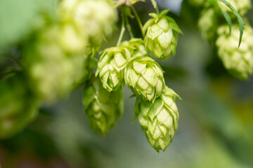 Closeup shot of  green hop cones hanging on a branches.