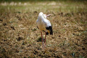 Stork bird on the empty filed