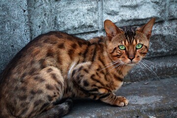 A cat with a very beautiful color looks like a leopard