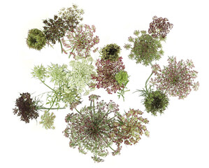 Flowers Chocolate Queen Anne's Lace isolated on white background. Border of flowers Daucus Carota...