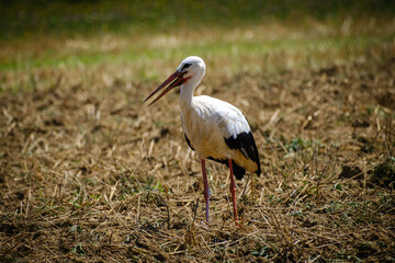 Fototapeta premium Stork bird on the empty filed