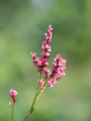 染料になる赤い藍の花