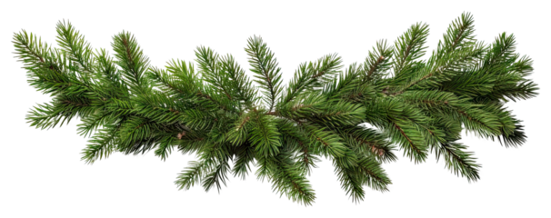 PNG  Christmas tree pine garland spruce plant fir.
