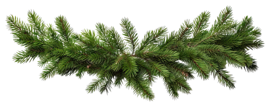 PNG  Christmas tree pine garland spruce plant fir. - Powered by Adobe