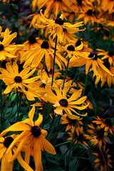 flowers in the garden