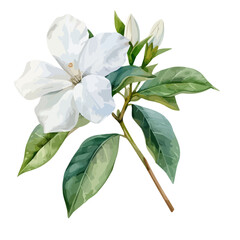 Watercolor vector of Jasmine flower, isolated on a white background, and Jasmine vector