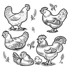 Hand sketch of chicken, rooster eggs. Different poses of bird sitting, standing. Vintage illustration. Element for label, packaging and postcard design.