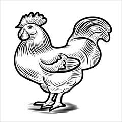 Hand sketch of chicken, rooster eggs. Different poses of bird sitting, standing. Vintage illustration. Element for label, packaging and postcard design.