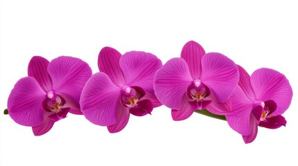Obraz premium Beautiful pink orchids arranged elegantly, showcasing vibrant colors and intricate petal details for floral decor or design inspiration.
