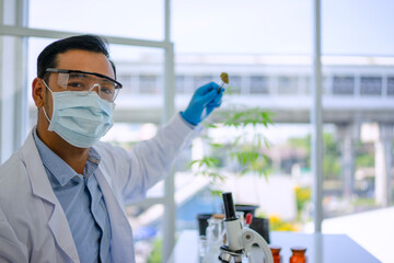 Scientist research cannabis at laboratory room.