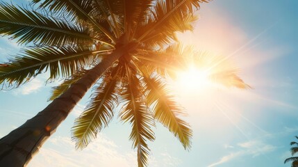 Palm tree silhouetted against a bright summer sky.