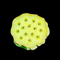 An unripe seed capsule of a lotus flower, Nelumbo