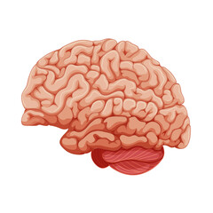 human brain isolated on white
