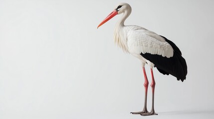 Fototapeta premium A majestic stork standing gracefully on a plain background in natural light during a tranquil setting