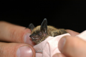Chiropterologist holding and studying a bat