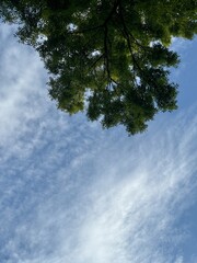 a tree branch in the blue sky