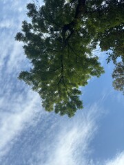 a tree branch in the blue sky