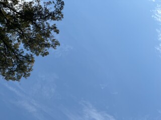 a tree branch in the blue sky