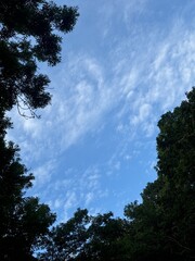 a tree branch in the blue sky