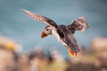 Atlantic Puffin flying on Skomer Island, Pembrokeshire. Wales.