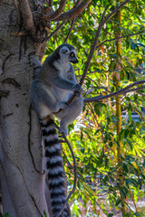  ring-tailed lemur on a tree