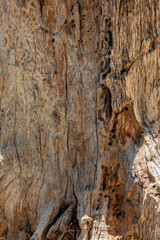  bark of a tree close up