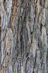  bark of a tree close up