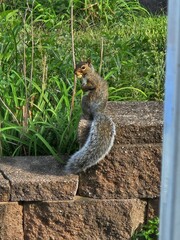 squirrel eating